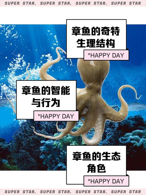 octopus(octopus翻译中文)